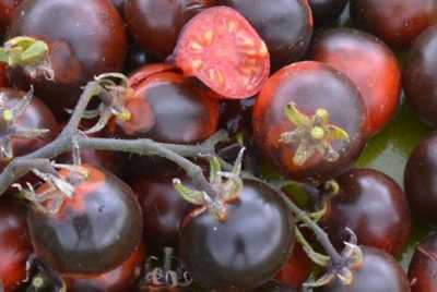 Variétés de tomates violettes