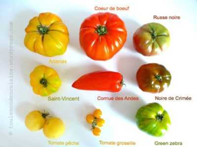 Variétés de variétés de tomates de Sibérie
