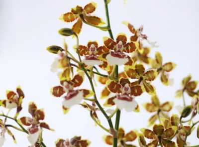 Variétés d’orchidées naines
