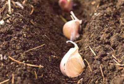 Variétés et règles de plantation des oignons en banlieue