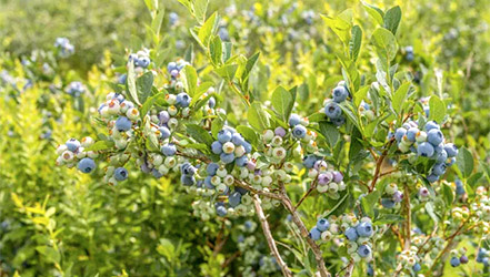 Buisson de bleuets