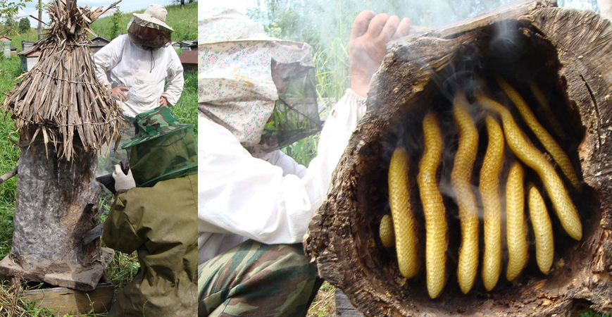 Miel sauvage : où est-il récolté, miel de scarabée