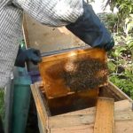 Boa constrictor de la ruche - fabrication de ses propres mains