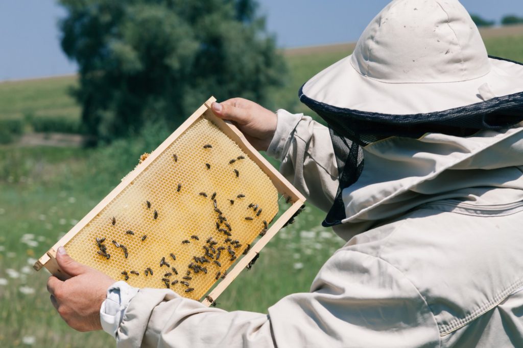 Fabriquer des ruches en polystyrène expansé et mousse de polyuréthane : différences, avantages et inconvénients