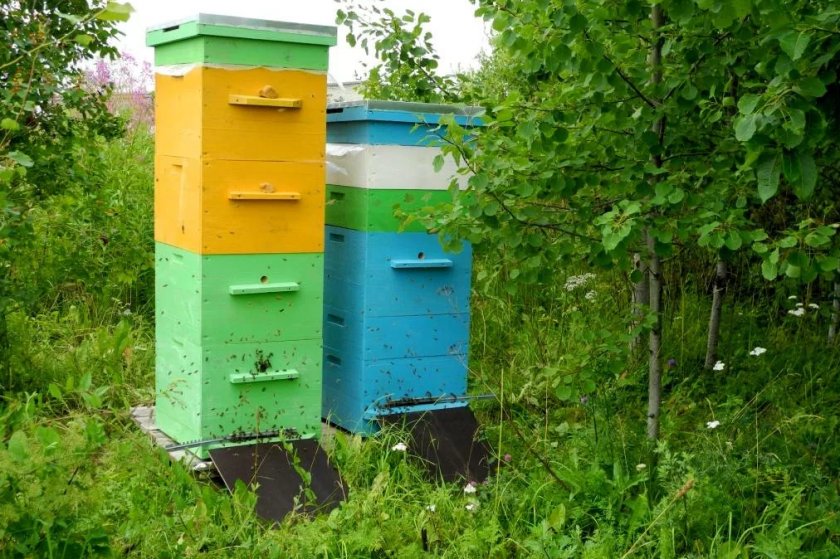 Tout sur la ruche alpine et comment le faire soi-même