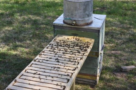 Abreuvoirs pour abeilles, comment se fabriquer à partir d'une bouteille