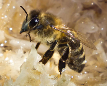 Race d'abeilles de Russie centrale: ses principales caractéristiques