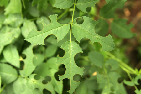 Abeilles - coupeuses de feuilles: qui sont-elles, caractéristiques, avantages et inconvénients de la race