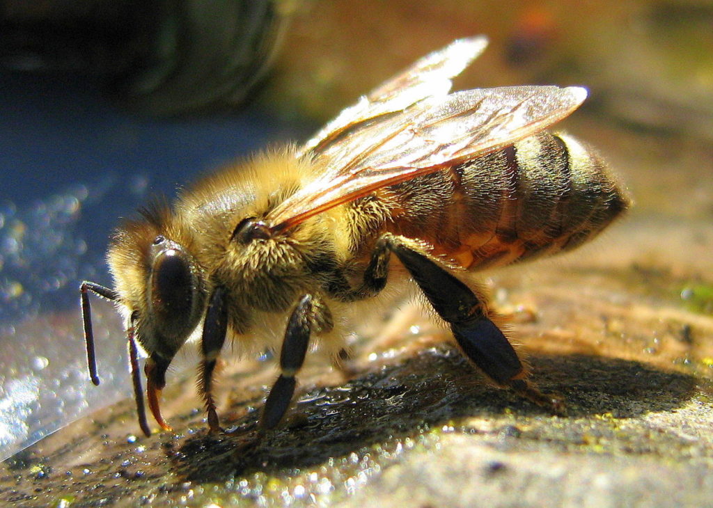 Famille des abeilles : composition et fonctions