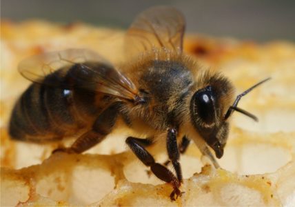 Les races d'abeilles et les caractéristiques distinctives des différents types d'abeilles