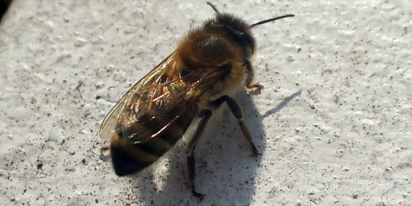 Les races d'abeilles et les caractéristiques distinctives des différents types d'abeilles
