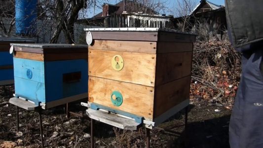Nous réalisons un audit printanier des abeilles