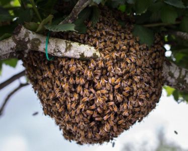abeilles capturées