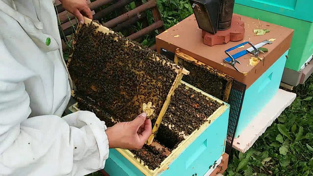 Essaimage d'abeilles : principales causes et comment l'éviter
