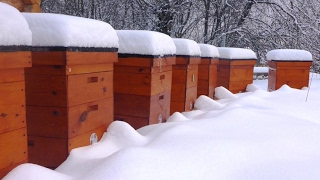 hivernage des abeilles