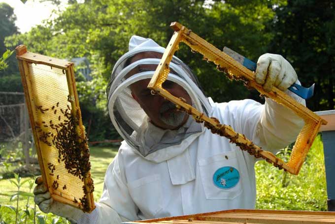 inspection de la colonie d'abeilles