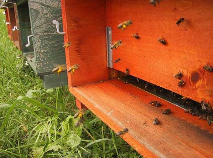 abeilles devant l'entrée