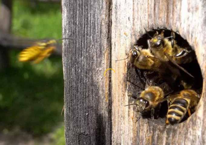 abeilles-3