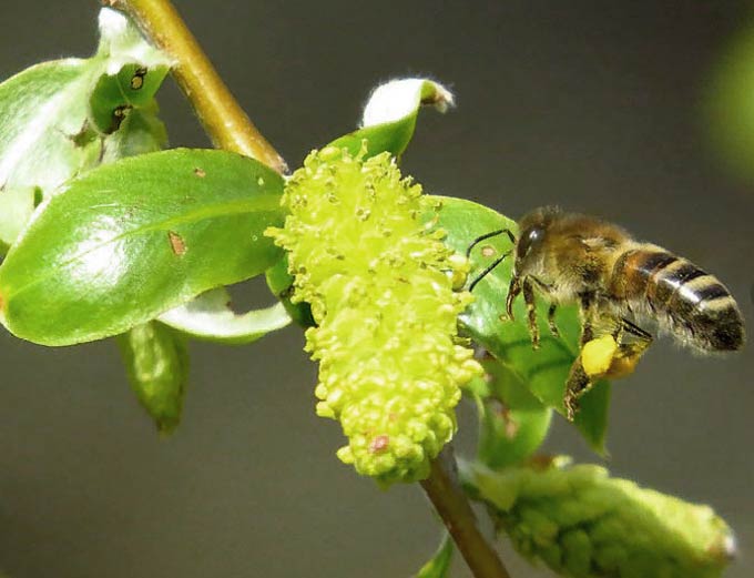abeille sur ive