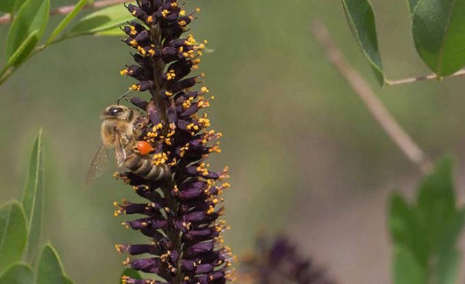 abeille sur inflorescence