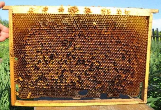 À propos des aliments protéinés pour abeilles