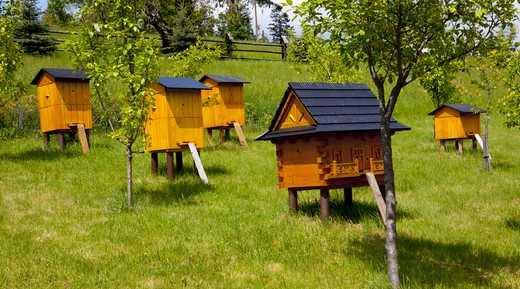 L'endroit pour un rucher peut être différent : dans une ville ou dans une région éloignée.