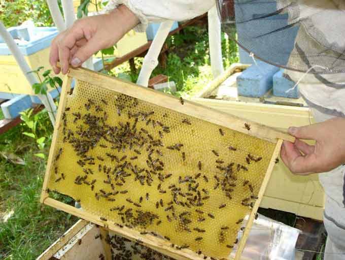 Caractéristiques de l’organisation d’un rucher à partir de zéro – conseils pour les débutants