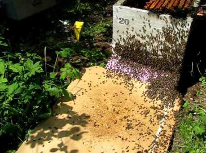 Comment faire face à l’essaimage dans un rucher