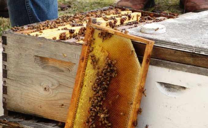 inspection de la ruche