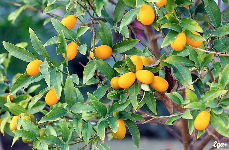 Kumquat sur un arbre
