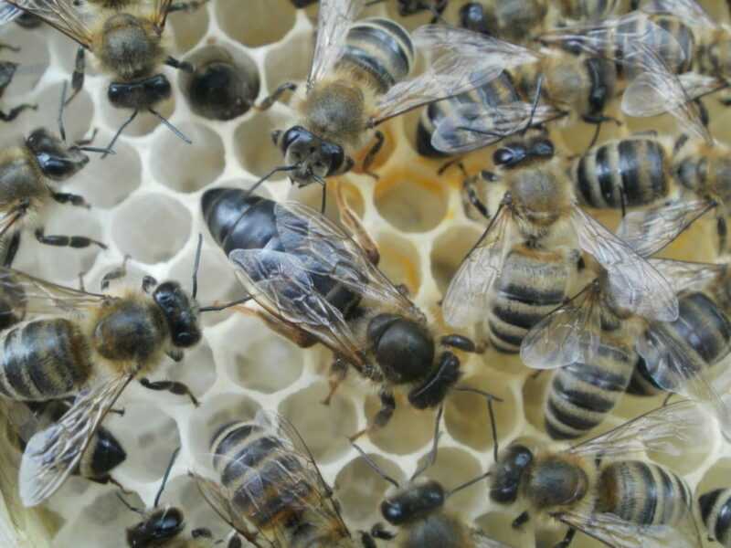 La race des abeilles Karnika et leur particularité