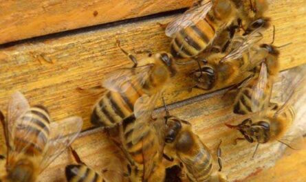 abeilles sur la ruche