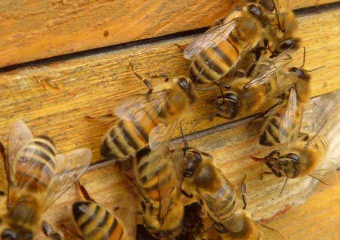 abeilles sur la ruche