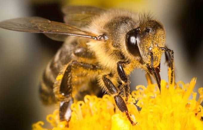 Le miel peut être différent – délicieux et … très savoureux