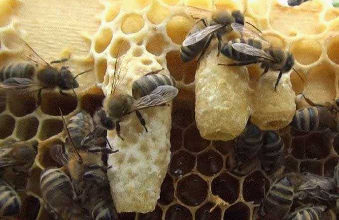 Mai au rucher – un bref aperçu du travail