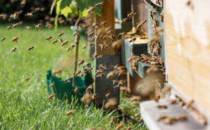 Ruche à 16 cadres – méthodes apicoles de base