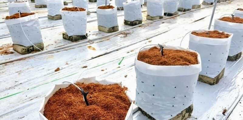 Substrat de culture de noix de coco – Hydroponie
