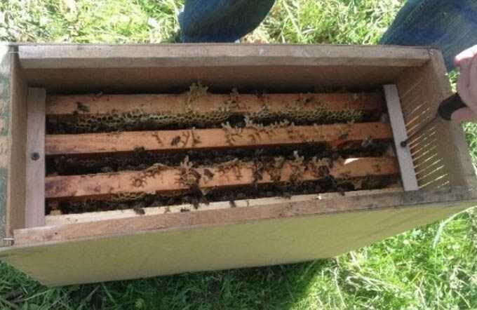 Transfert d’abeilles d’un paquet d’abeilles à une ruche