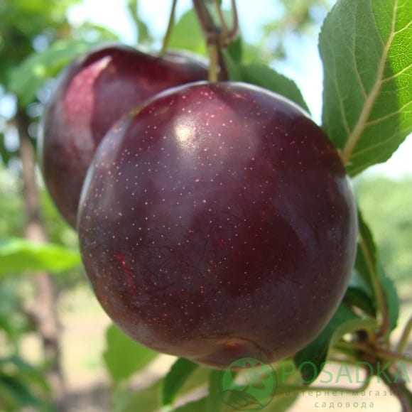 Avantages, propriétés, teneur en calories, propriétés utiles et inconvénients de la prune cerise