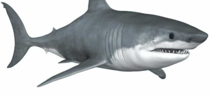 Avantages, propriétés, teneur en calories, propriétés utiles et inconvénients du requin blanc