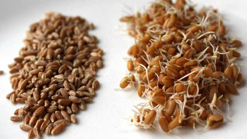 Blé germé – propriétés utiles et dangereuses du blé germé, Calories, avantages et inconvénients, Propriétés utiles