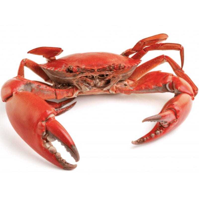 Crabe, Calories, avantages et inconvénients, Propriétés utiles