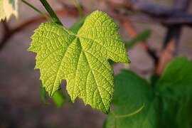 Feuilles de vigne - Propriétés utiles et dangereuses des feuilles de vigne, Calories, avantages et inconvénients, Propriétés utiles