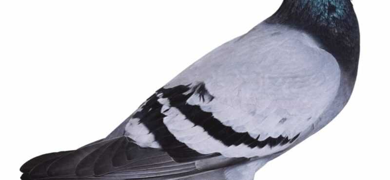 Pigeon, Calories, avantages et inconvénients, Propriétés utiles
