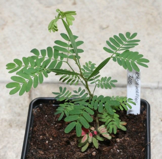 Jeune arbre d'Acacia maidenii