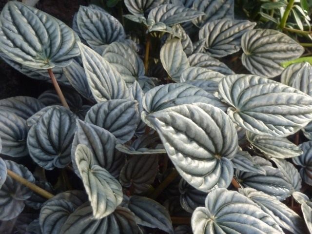 Peperomia gris-argent