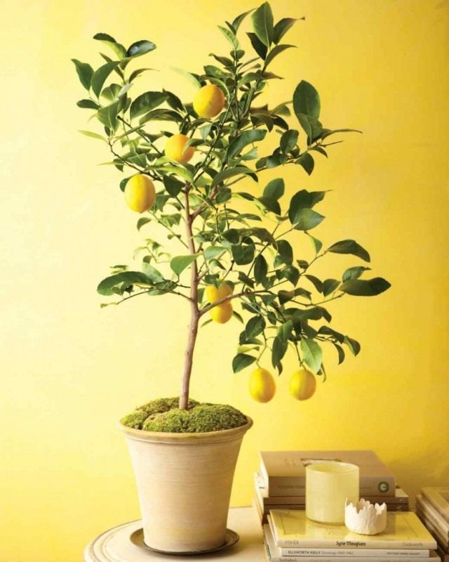 Le citron est doté d'une propriété très importante - tonifier une personne.
