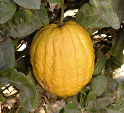 Citron yéménite