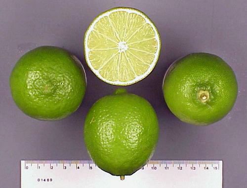 citron vert persan
