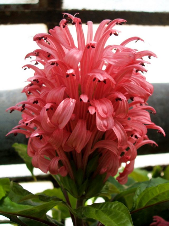 Jacobinia rouge vif (Jacobinia coccinea)